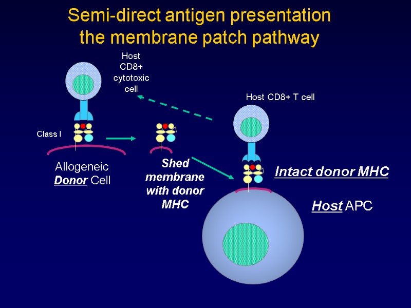 Semi-direct antigen presentation the membrane patch pathway Host APC Intact donor MHC